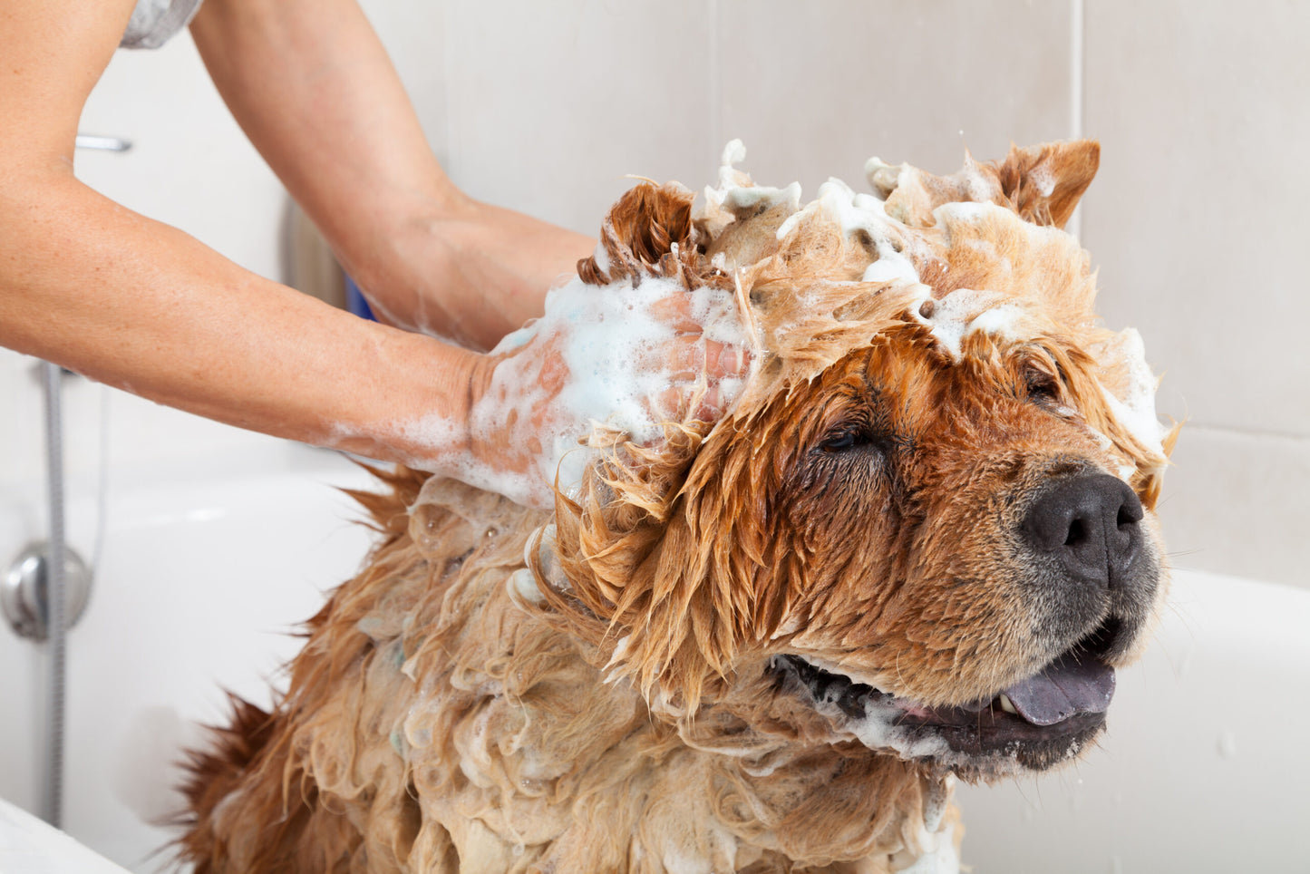 Savonke dogshampoo